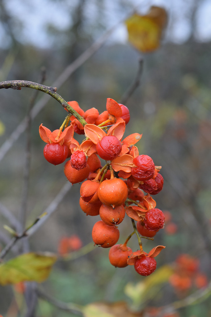 American Bittersweet American Bittersweet (Celastrus scand… Flickr