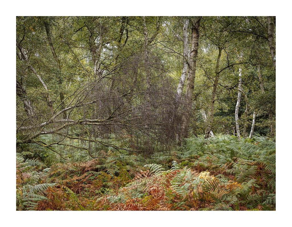 sherwood2 Sherwood Forest on the cusp of Autumn. Darren Ciolli