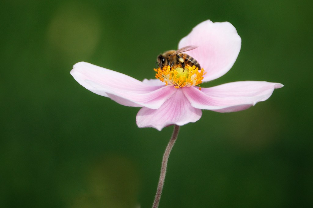 Brampton Ontario Canada Alderlea Mansion Garden Flo… Flickr