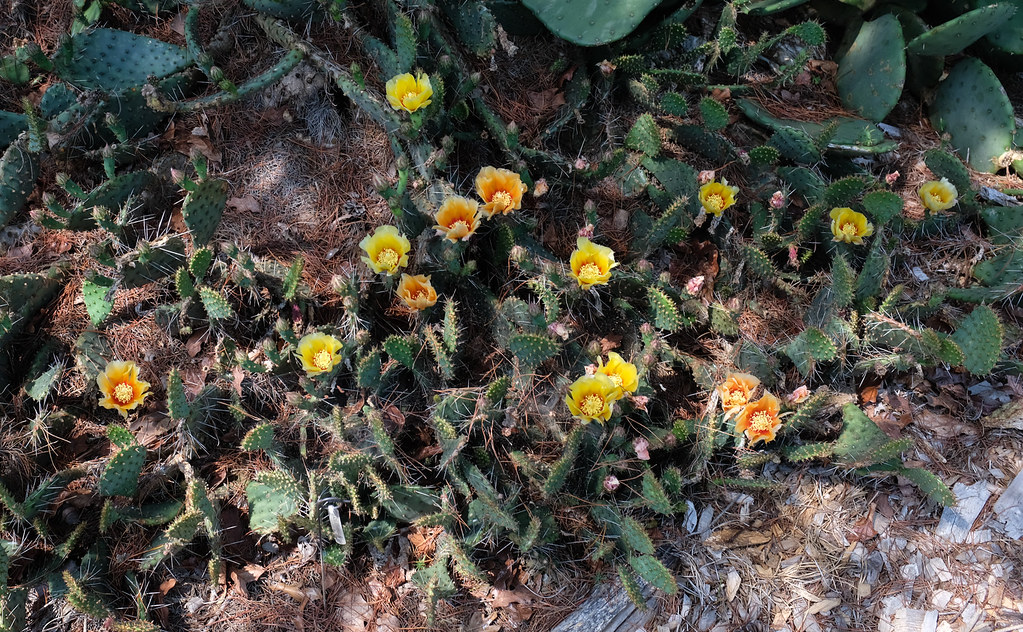 Cactus Flower Variations Nursery in Fayette County, Flickr