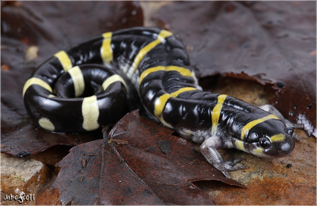 Ringed Salamander (Ambystoma annulatum) a photo on Flickriver