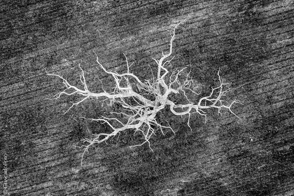 Châtaignier mort Dead chestnut Giancarlo Foto4U Flickr