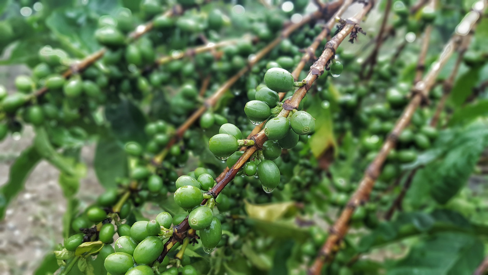 Yemen Mocha Coffee The Best Coffee Beans Yemen