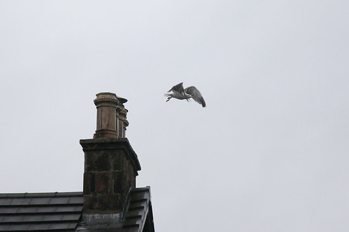 ‎Gone Gull on Apple Books