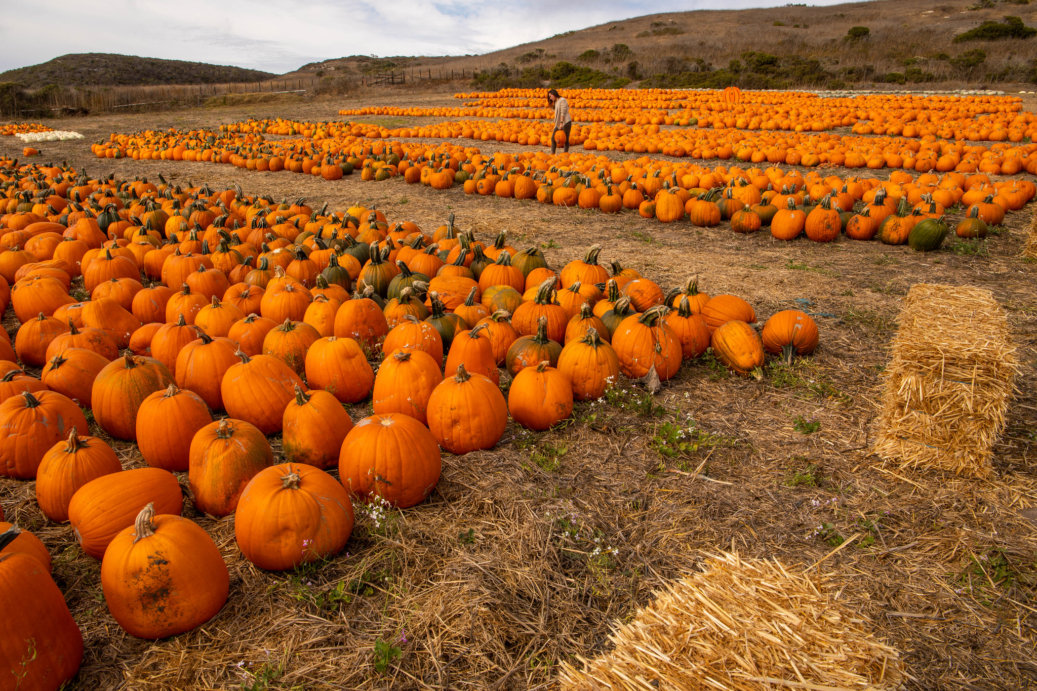 Fall Farms Coastal Trip MilaDidIt