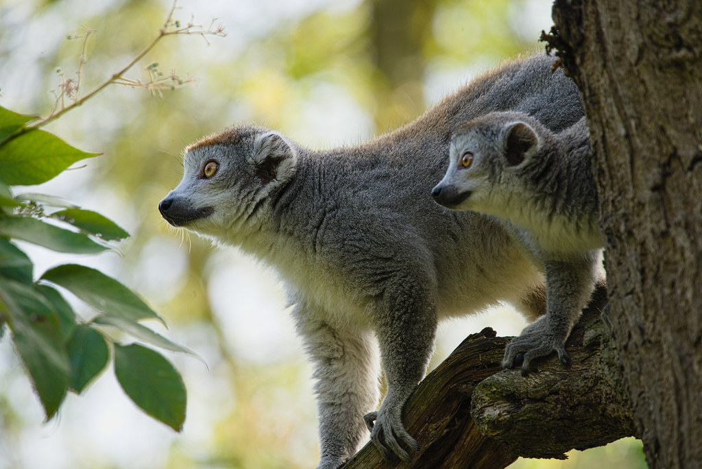 Zoomathon 8 NaturZoo Rheine Flickr