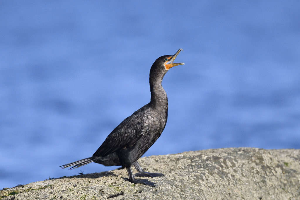 Doublecrested Cormorant, Allens Pond Wildlife Sanctuary, Westport, MA