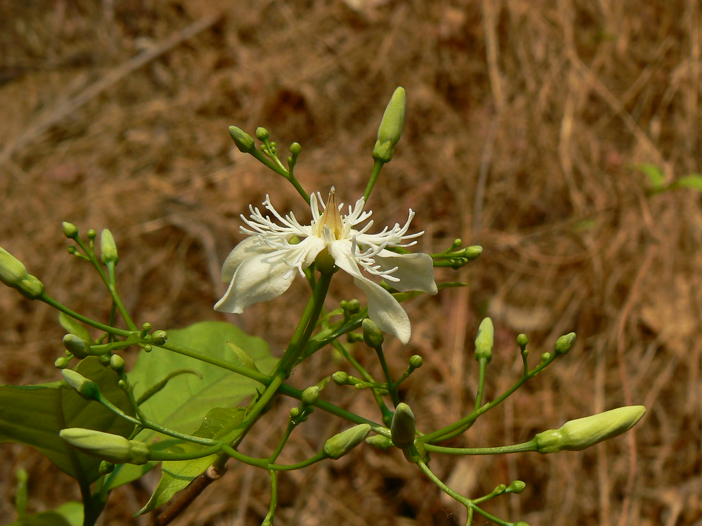 Wrightia tinctoria Apocynaceae (dogbane family