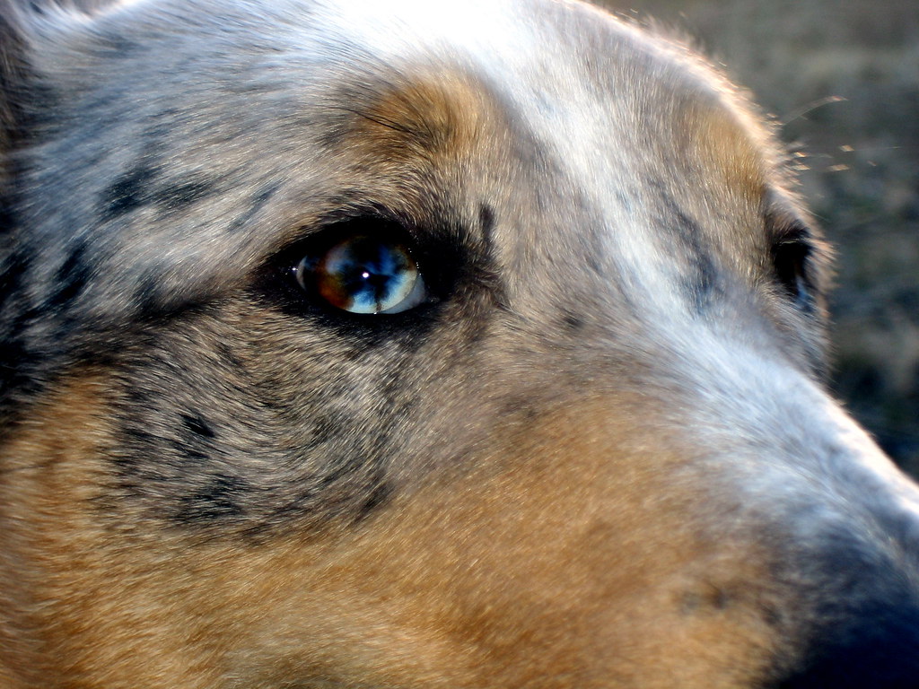 Dog w/ Mixed Eye Color ivy daelyn Flickr