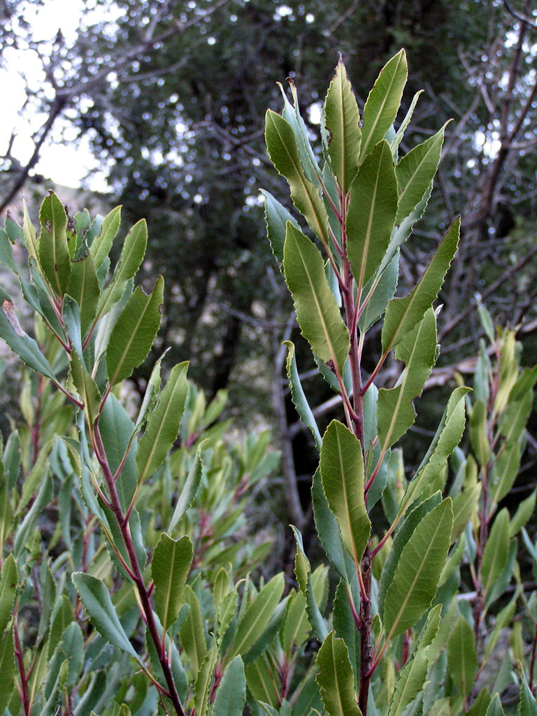 young bay leaf tree * California bay leaf The leaf of the … Flickr