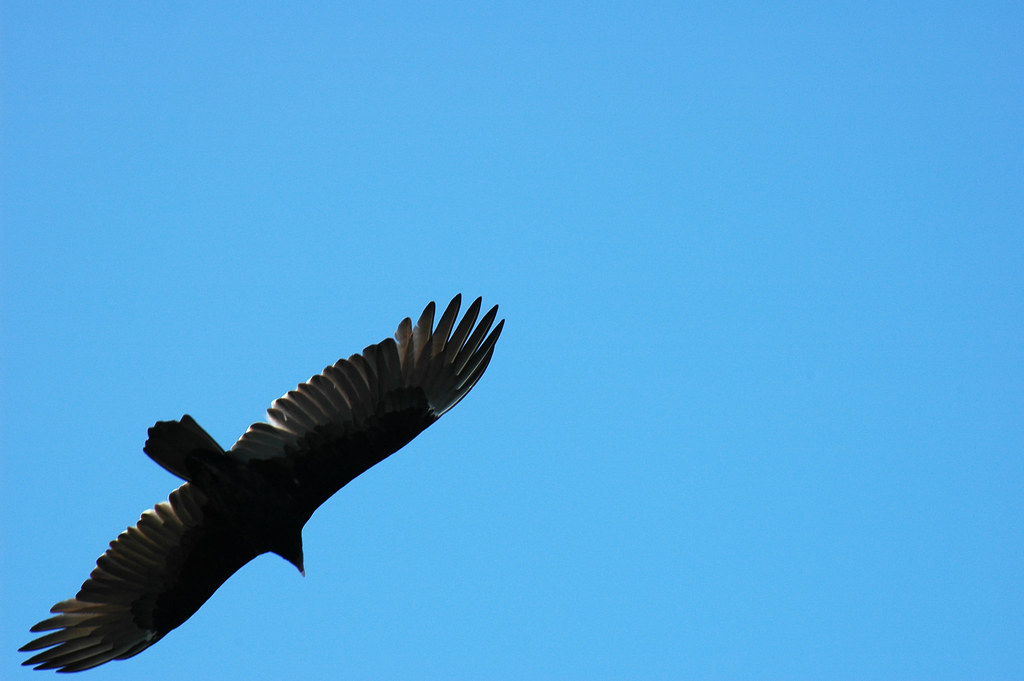 buzzard_flight lucky capture. A buzzard sailed overhead ju… Flickr