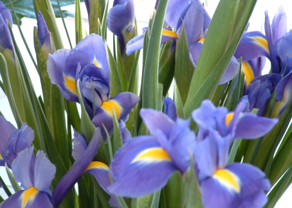 Blue irises Blue irises photographed in the shop