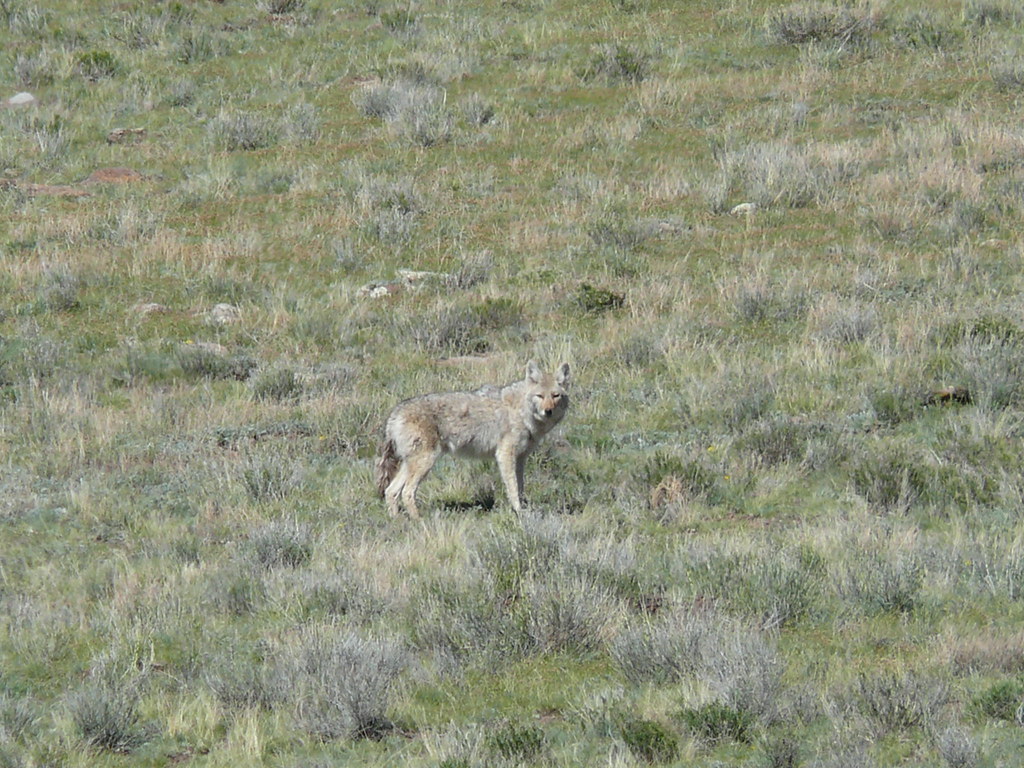 Coyote near La Jara Reservoir Russ Flickr