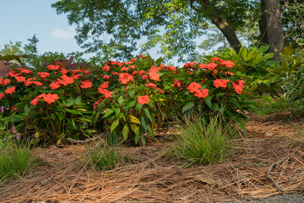 Sunken Garden red flowers 2 NBG Puddin Tain Flickr