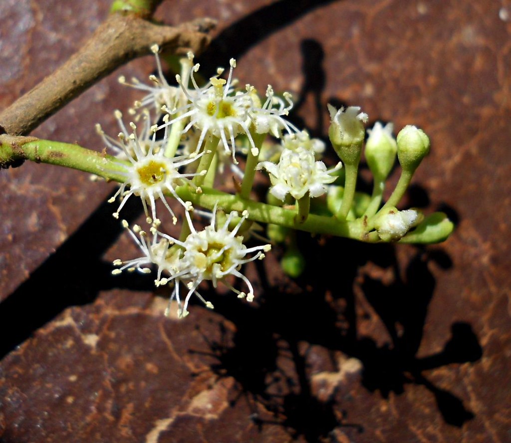 Prunus africana 2 flowers (c) Mark Hyde, Bart Wursten and … Flickr
