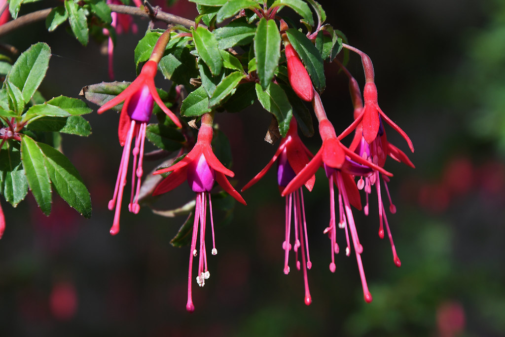 Fuchsia Golden Gate Park Mark Ness Flickr