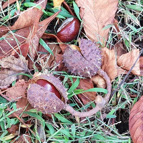 Horse chestnuts (aka buckeyes) emerging and emerged Flickr