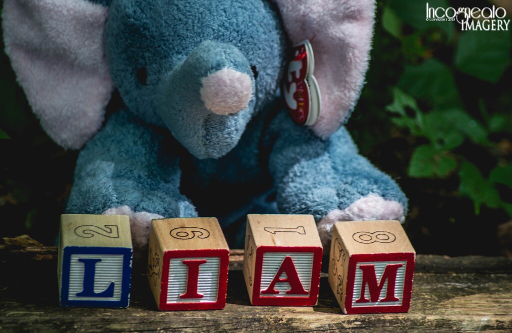 Elephant Four Quarters Farm Artemas, Pennsylvania Incogneato