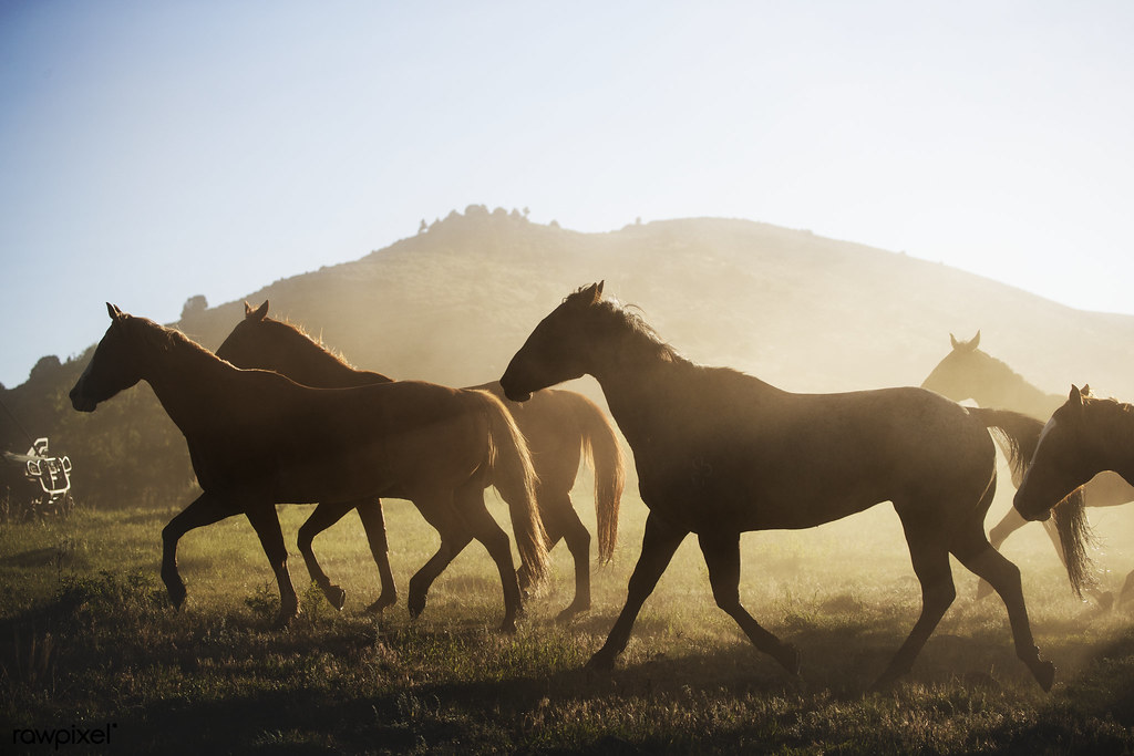 Horses head for the corral in the daily roundup of horses,… Flickr