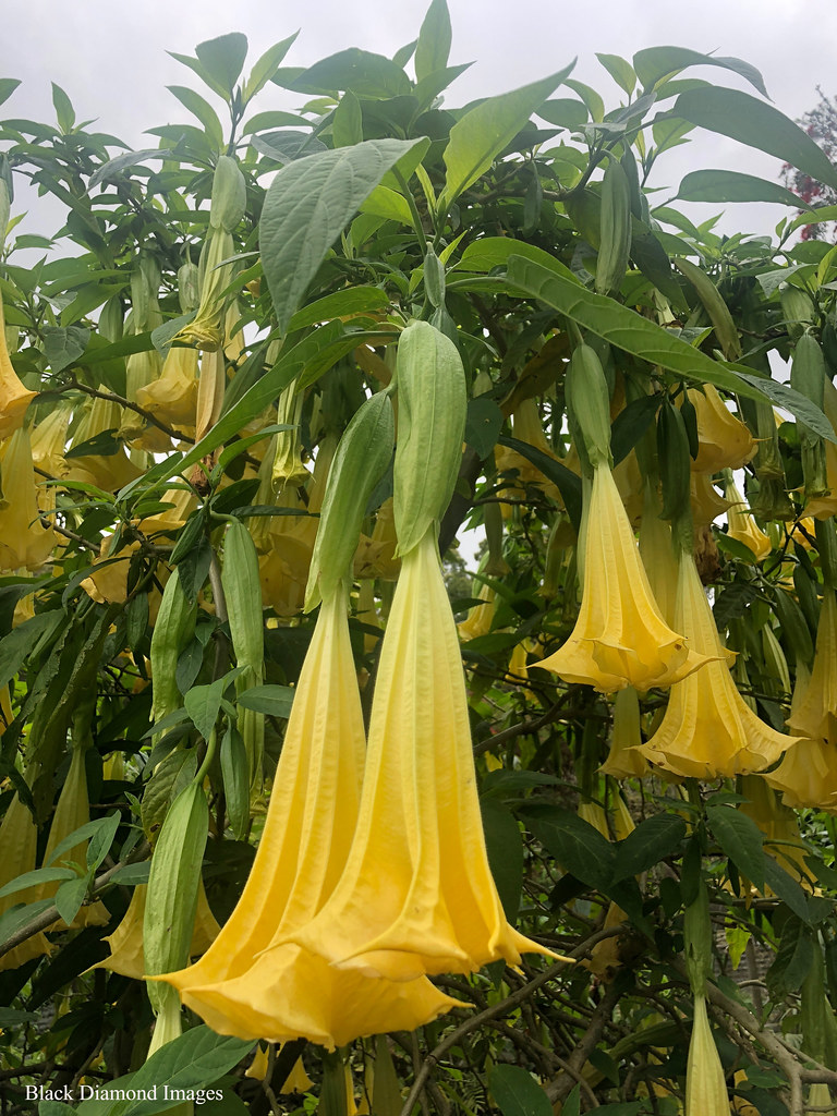Brugmansia suaveolens 'Yellow' Angel Trumpet © All Right… Flickr