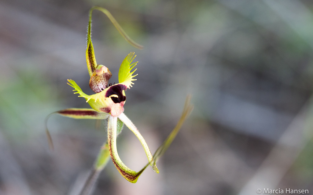 Green Spider Orchid Until I went to Western Australia, I d… Flickr