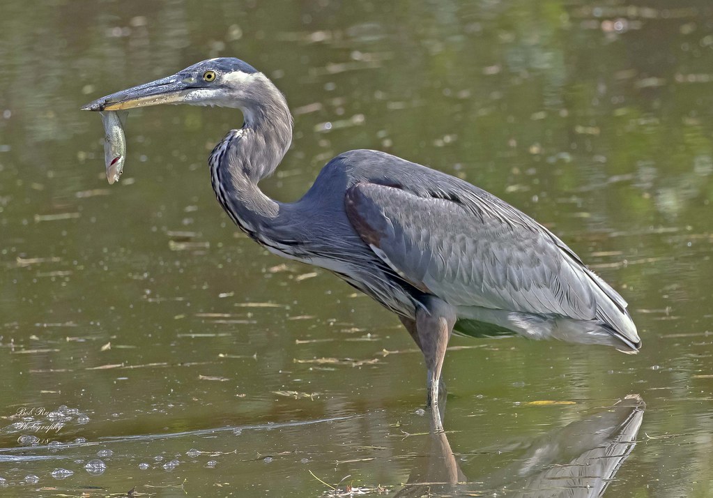 Great Blue Heron with Fish. Peace Valley Park, Pa. Many th… Flickr
