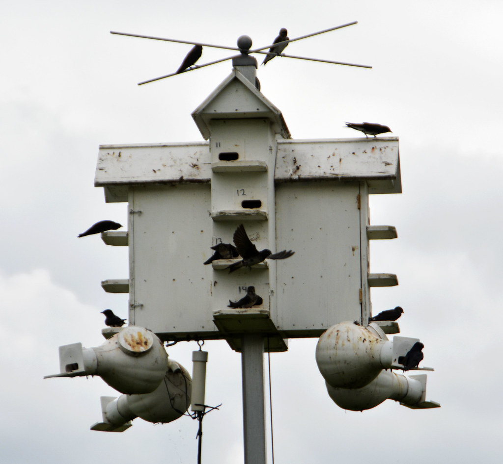 Purple martin apartments Wes Flickr