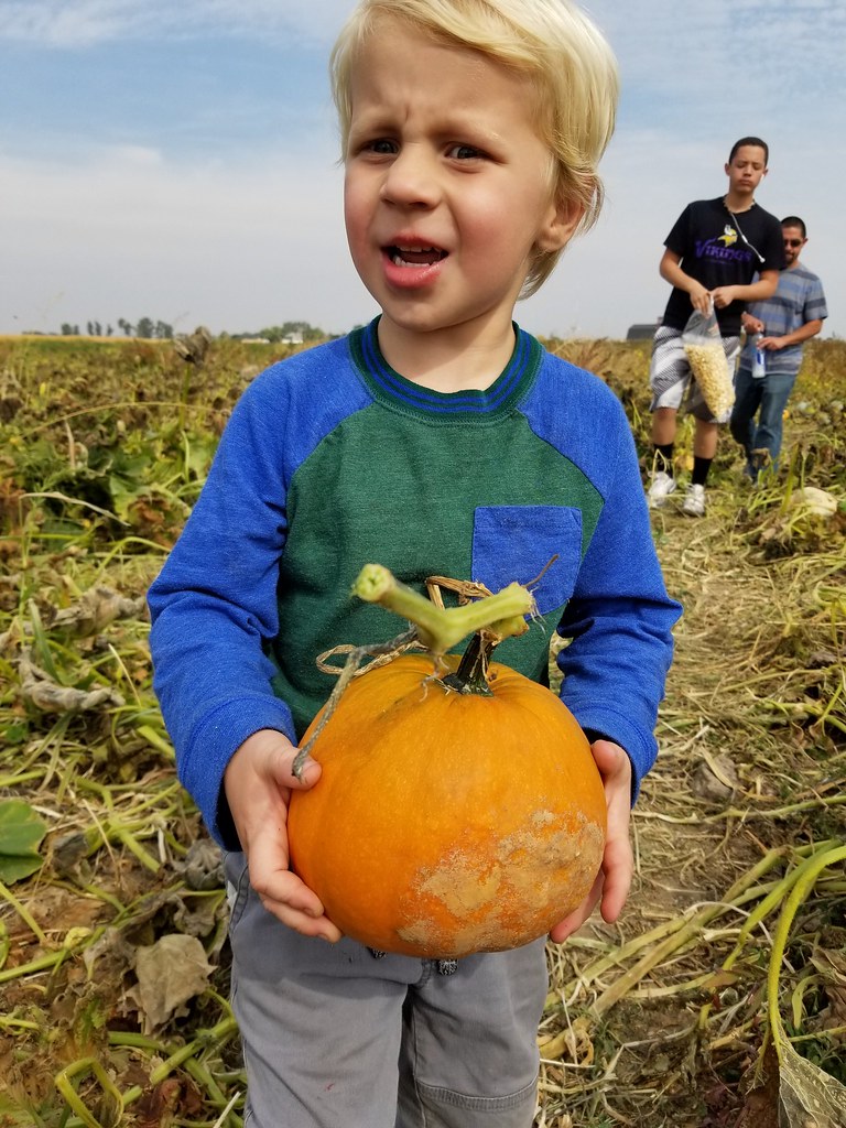 Pumpkin patch, Idaho 2018 Bodhi Mama Flickr