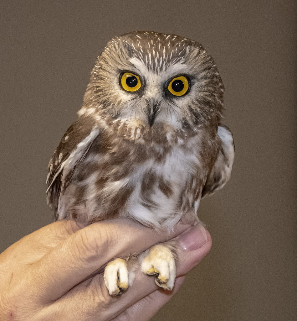 Northern Sawwhet Owl (Aegolius acadicus) It's that time