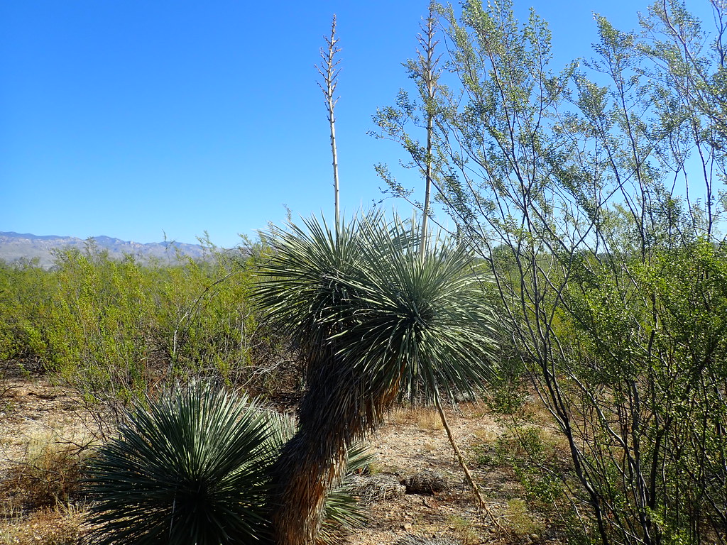 Soaptree Yucca, Yucca elata Pima Co. AZ 9/22/2018 Flickr