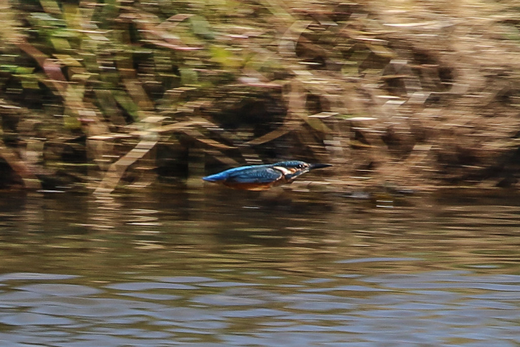 Kingfisher Various locations Ayrshire Dougie Edmond Flickr