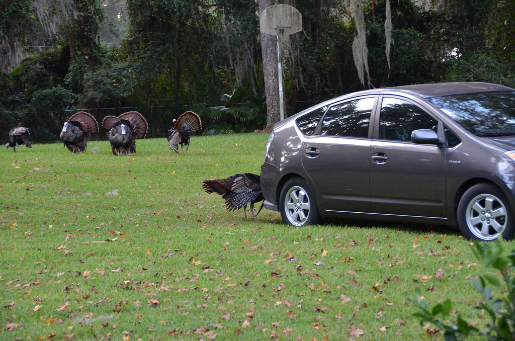 Wild Turkey How to resolve issues with aggressive wild tur… Flickr