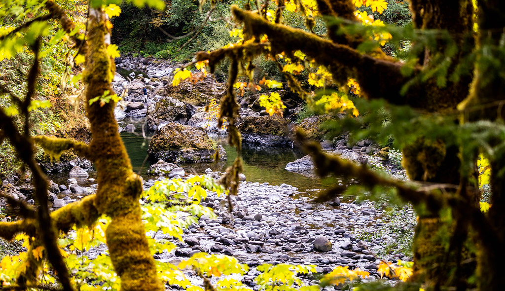 Molalla River in autumn Autumn colors along the Molalla Ri… Flickr