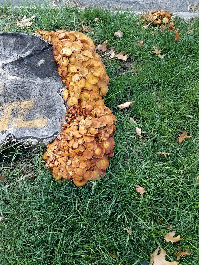 Mushrooms growing on a dead tree in Cleveland, Ohio. Flickr