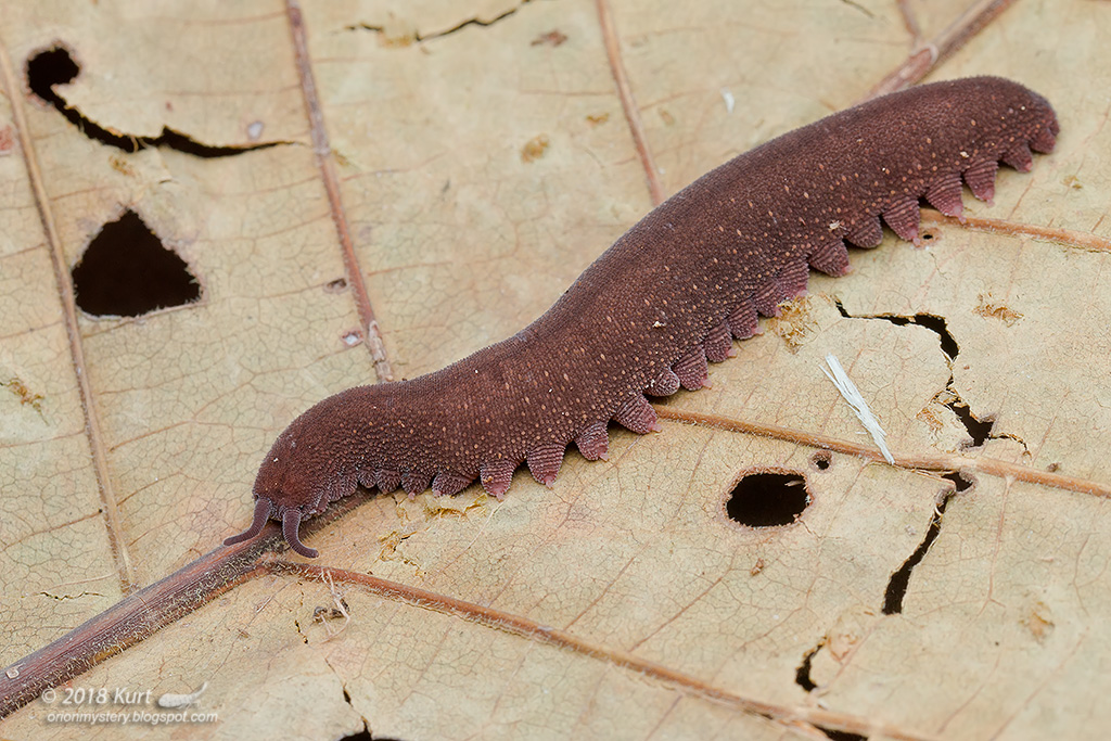 Velvet Worm_MG_2636 copy Velvet Worm. Either Eoperipatus s… Flickr