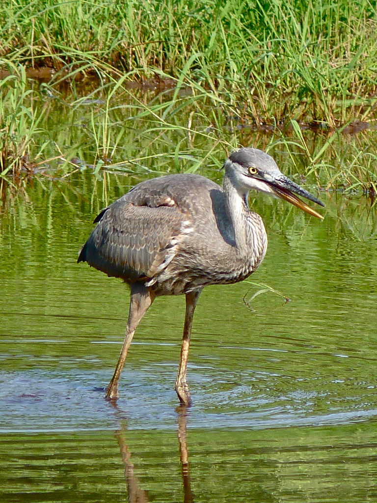 Great Blue Heron Lake Duffy, Mt. Gretna, PA Dale Bicksler Flickr