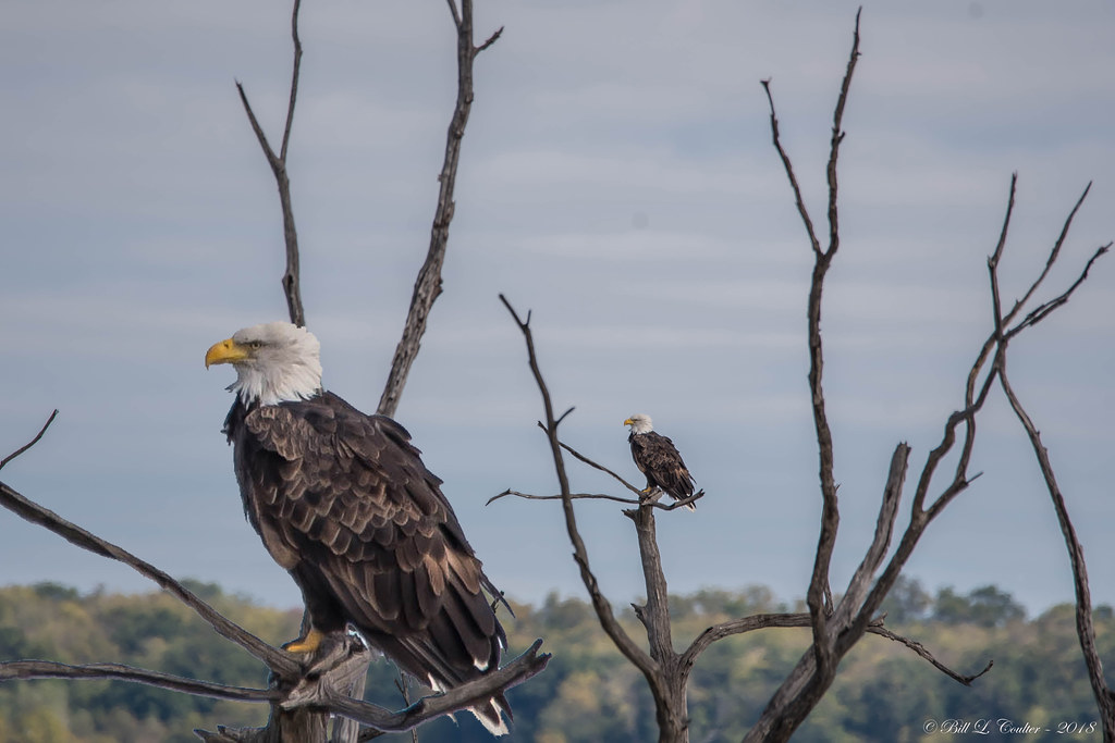 DSC_9590Special Bald Eagle Hillsdale Lake Kansas 10… Flickr