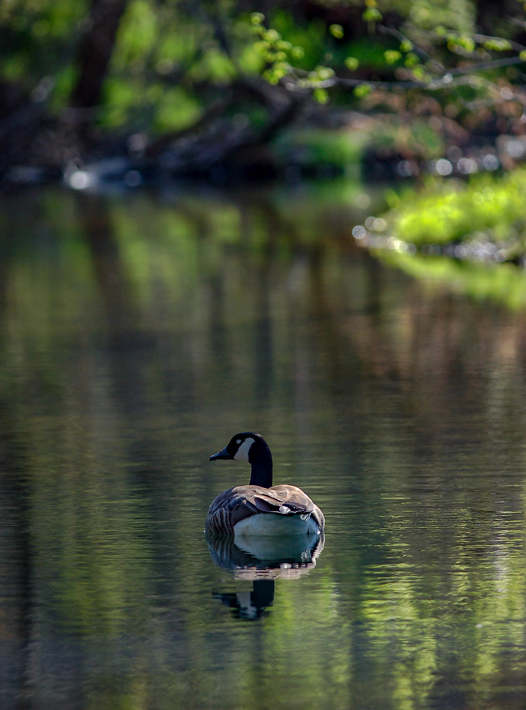 Canada goose Pearson Creek. East of Springfield, Mo. steve ricketts