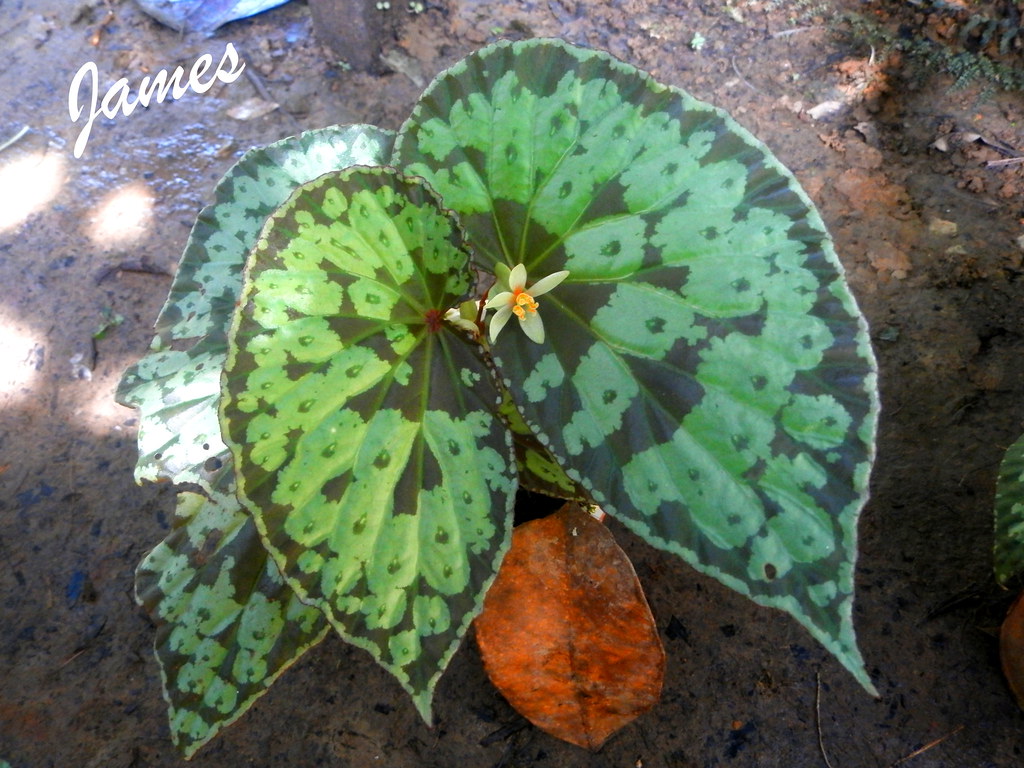 Begonia. Sp from center for Borneo Island OLYMPUS DIGITAL … Flickr