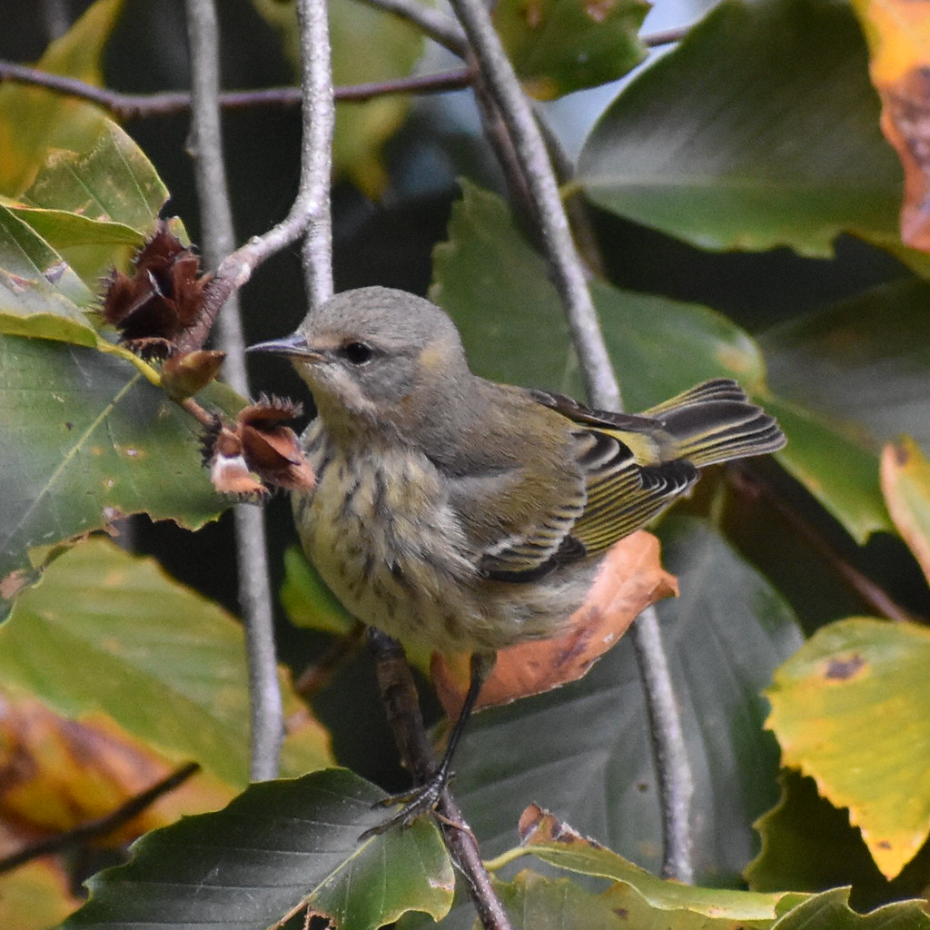 Cape May Warbler Matoaka Lake and Woods Parula's Nature Flickr