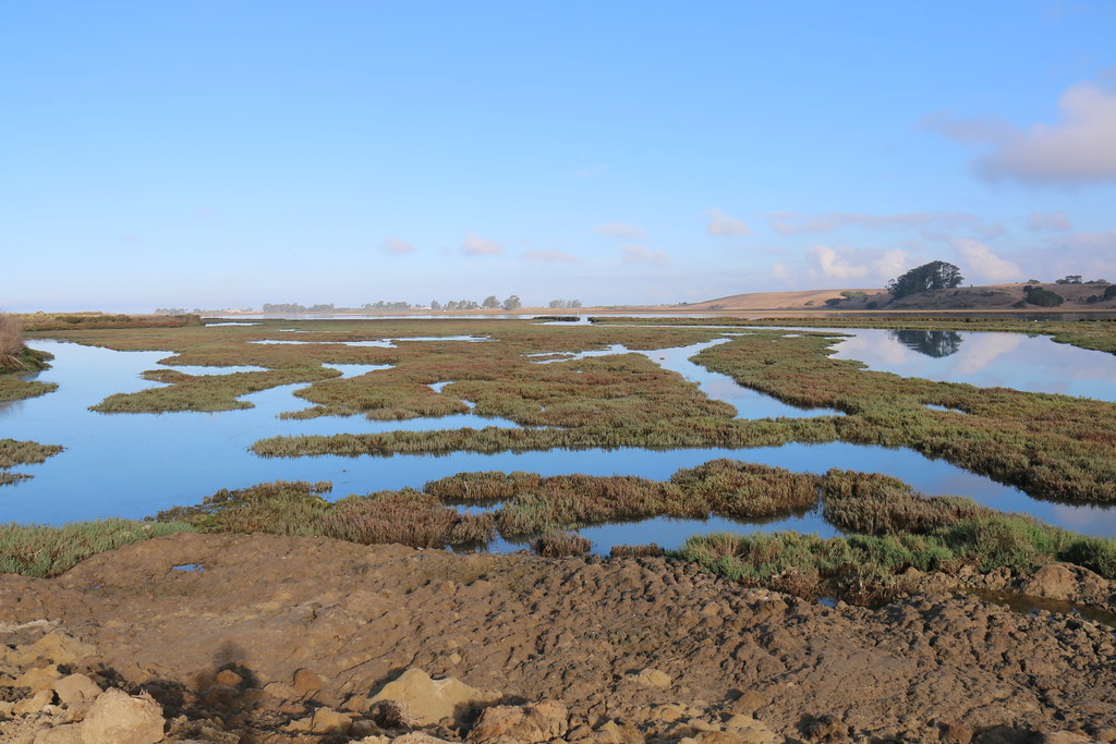 Elkhorn Slough designated "Wetland of International Import… Flickr