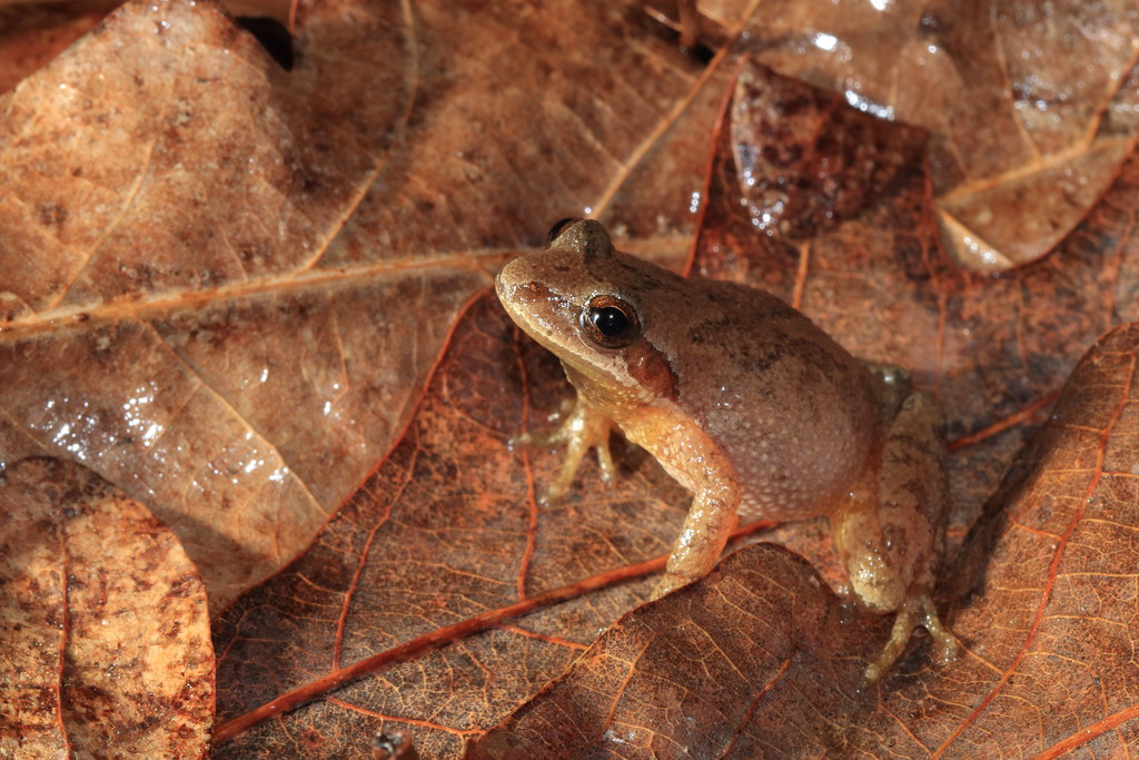 Mountain Chorus Frog Pseudacris brachyphona from … Flickr