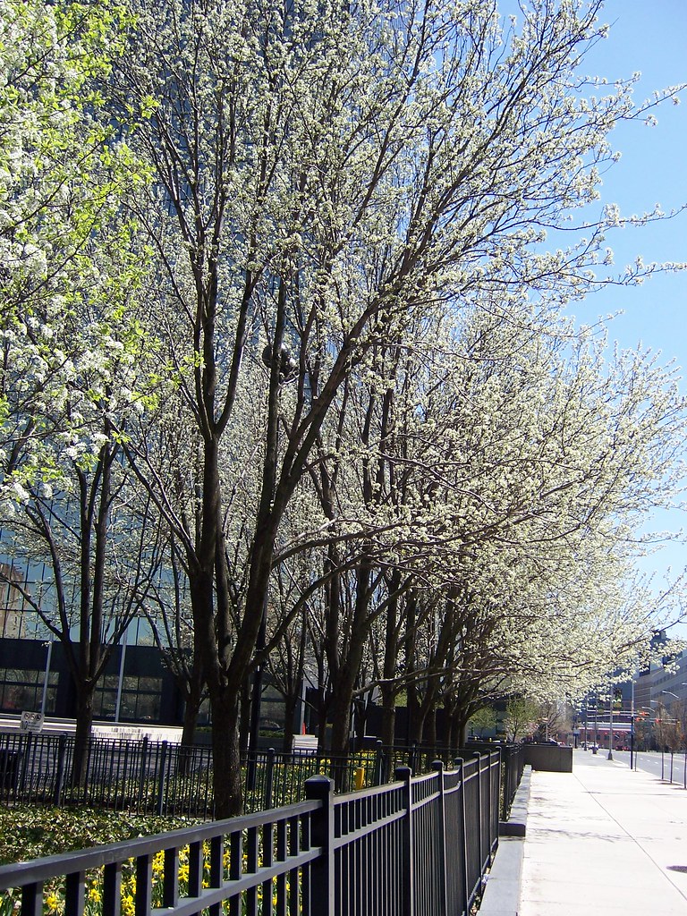 Raymond Boulevard, Newark, New Jersey Looking east on Raym… Flickr