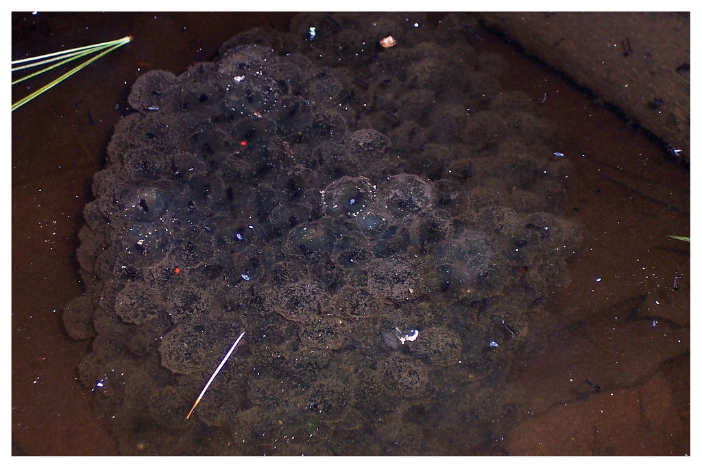 Wood frog egg mass Wood frog egg mass in late April found … Flickr