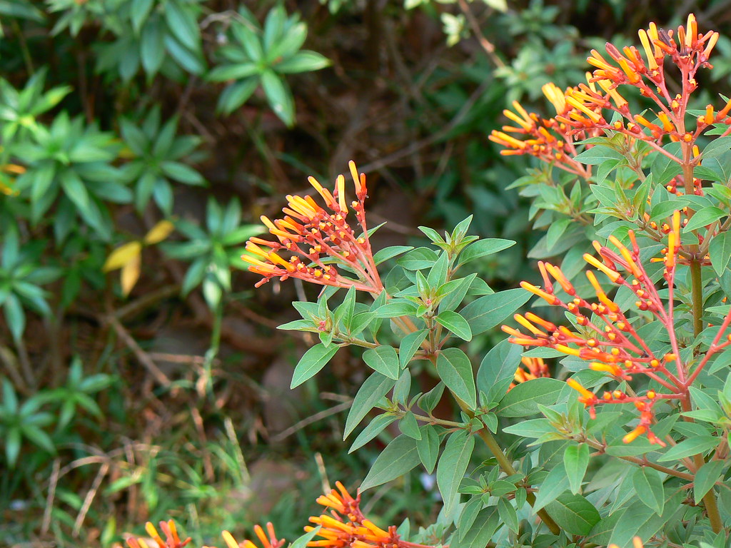 Hummingbird bush Rubiaceae (bedstraw, coffee, or madder fa… Flickr