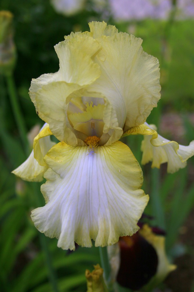 Green Iris Green Iris at my Mother in law's garden! Grizdave Flickr