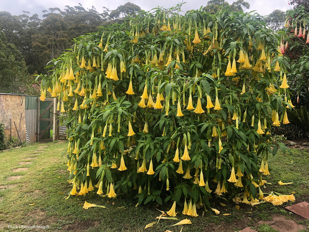 Brugmansia suaveolens 'Yellow' Angel Trumpet © All Right… Flickr