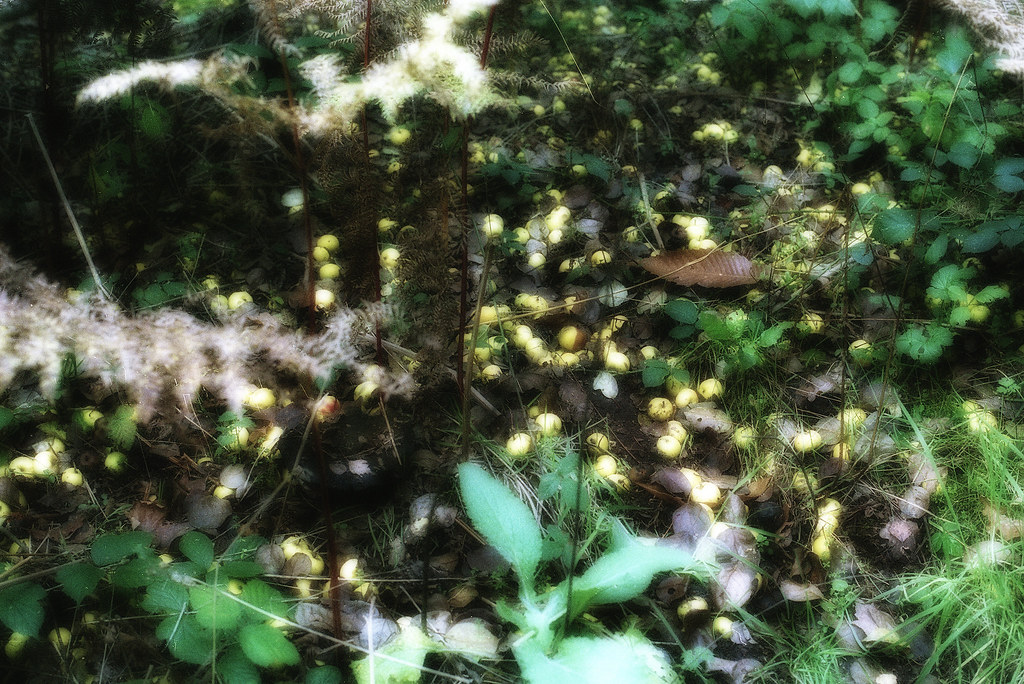 Windfall apples, Comer woods. Nikon F5. Martin Bruntnell Flickr