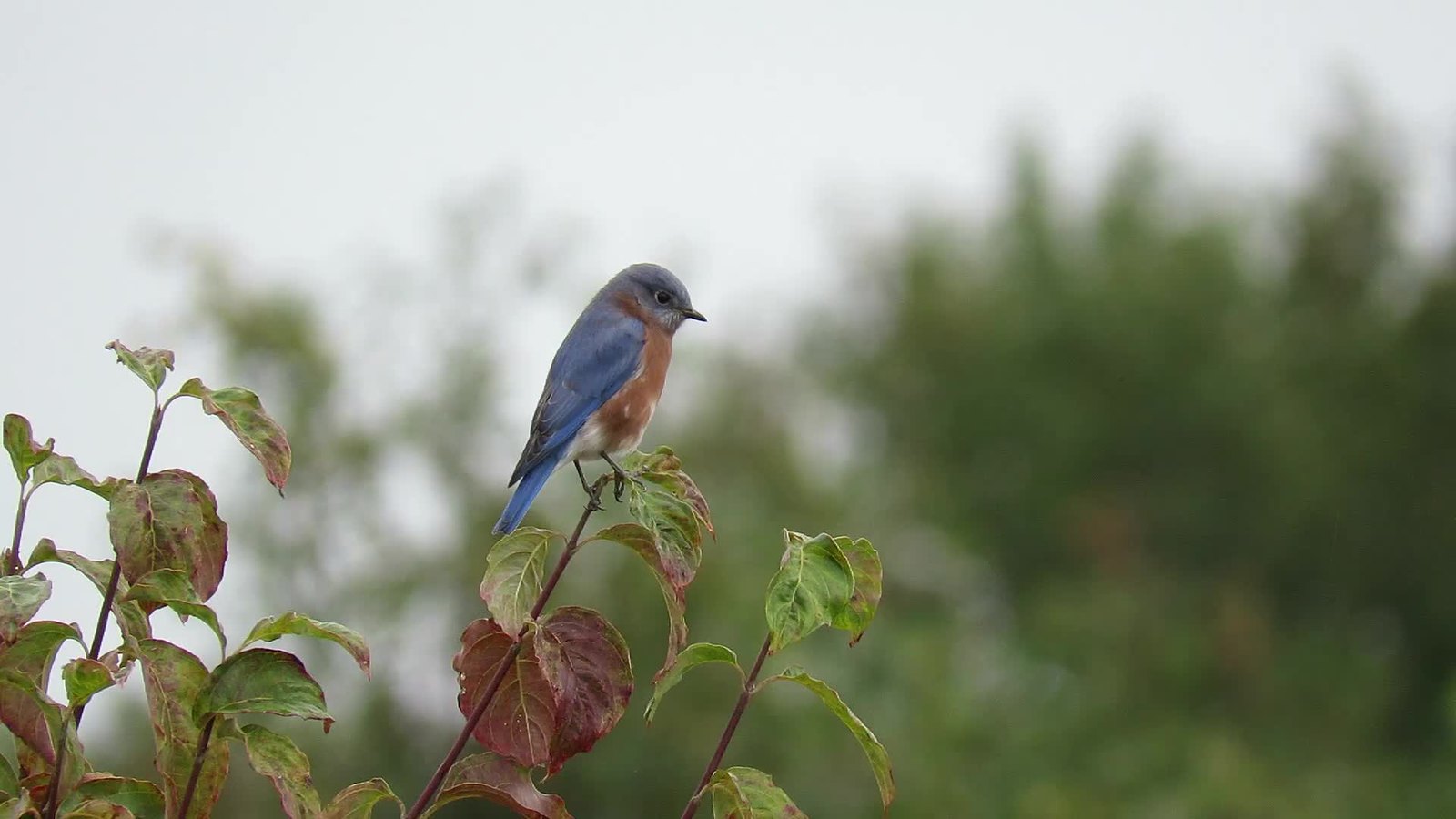 Occoquan NWR October 14, 2018 Flickr