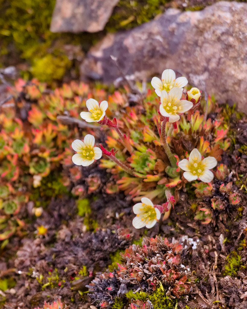 Beechey Flower Small arctic flower on Beechey Island, Nuna